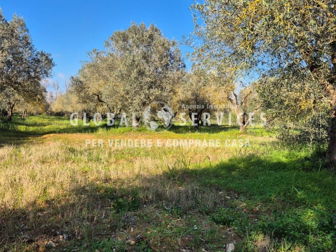 Terreno Agricolo Olivetato Località Sa Segada